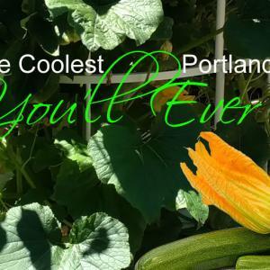 An amazing Portland Vegetable Garden