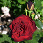 Rose Garden's Darkest Color Rose Ink Spot