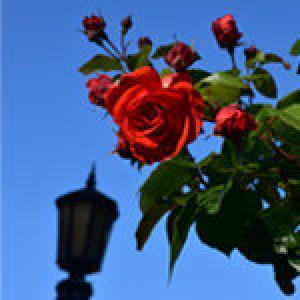 International Rose Test Garden in Portland OR