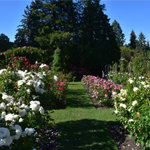 Rose Garden in Portland