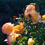 Rose Garden in Portland Peach Roses in Sunlight