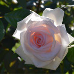 Rose Garden in Portland White Rose