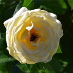 Rose Garden with Yellow Rose and Bee 