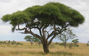 acacia-tree