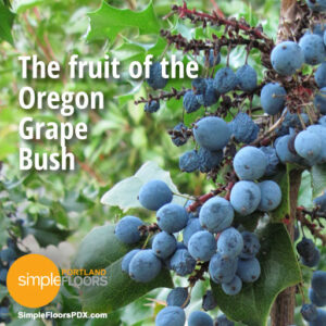 The fruit of the Oregon Grape bush is edible 