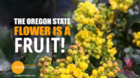Why Is The Oregon State Flower A Fruit?