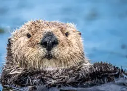 There are currently over 15 million beavers in Oregon.